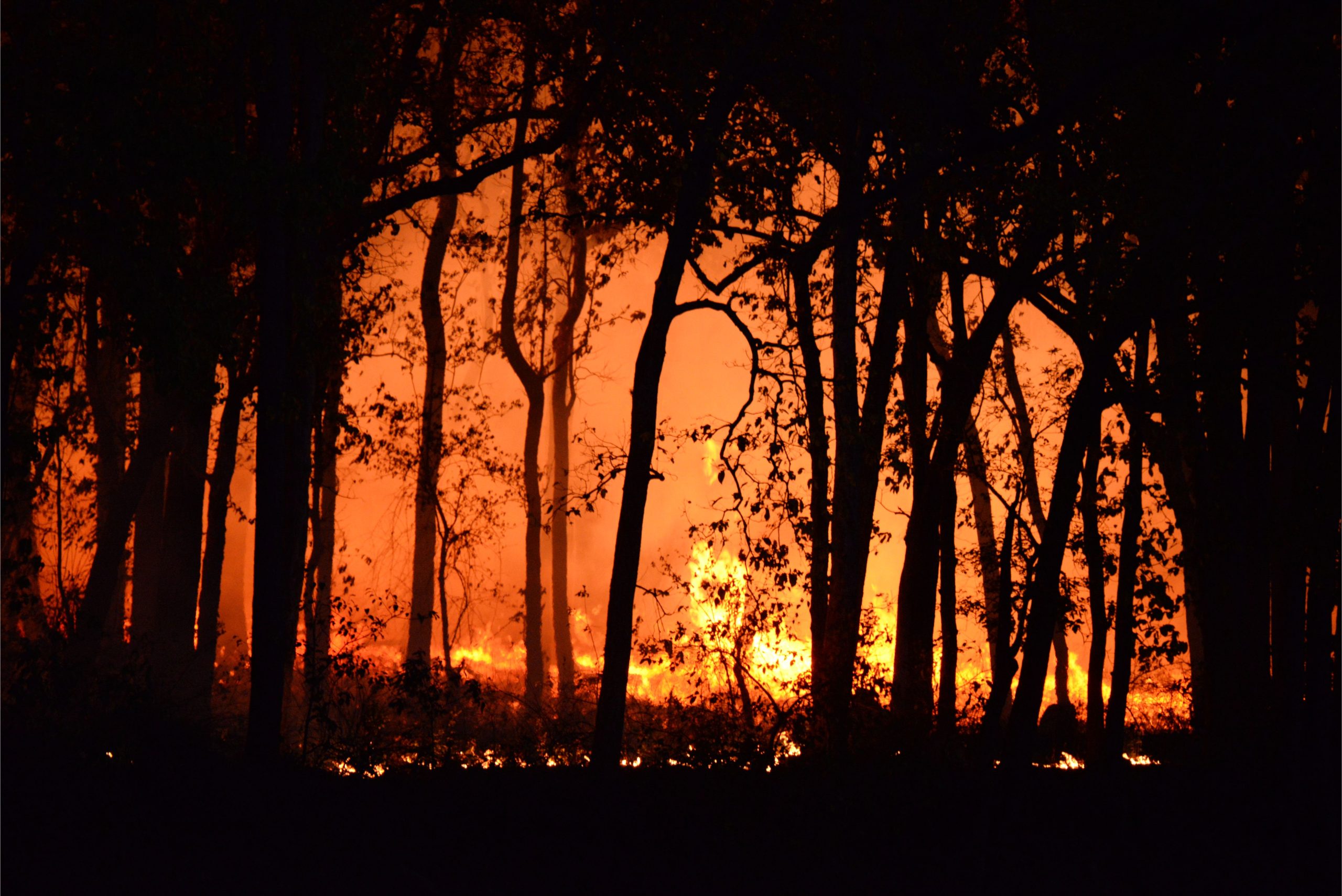 Protecting Your Home and Family from Wildfires: Expert Advice and Insurance Tips